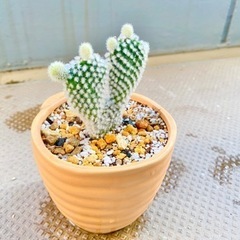 サボテン🌵バニーカクタス(白桃扇)🐰の画像