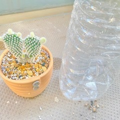 サボテン🌵バニーカクタス(白桃扇)🐰の画像