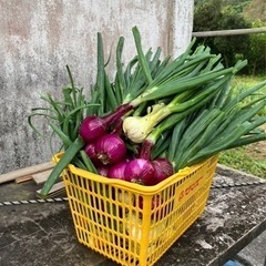 畑作り仲間募集しまーす