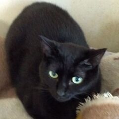 ビビりだけど本当は人間好き★こはる　丸顔　体も丸っこい　黒猫　女の子　成猫　2歳の画像