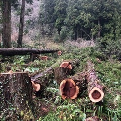 杉の木、ミツバチ待受分胴にの画像