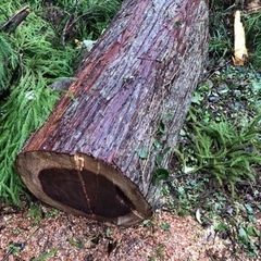 杉の木、ミツバチ待受分胴にの画像