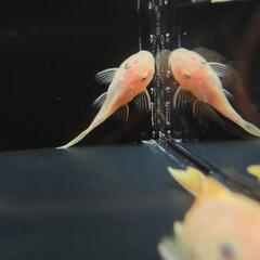 ゴールデンブッシープレコ稚魚【5cm前後】【コケ取り名人】2匹1000円〜の画像