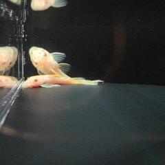 ゴールデンブッシープレコ稚魚【5cm前後】【コケ取り名人】2匹1000円〜の画像