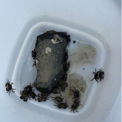 イソガニの画像