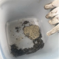 イソガニの画像