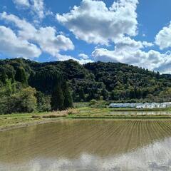 10万坪ー青島、子供の国近くの山林の画像
