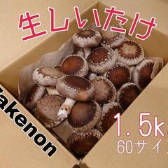 生しいたけ1.5kg 静岡県産60サイズ　予約可
