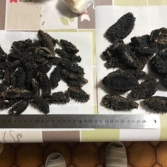 干しナマコ