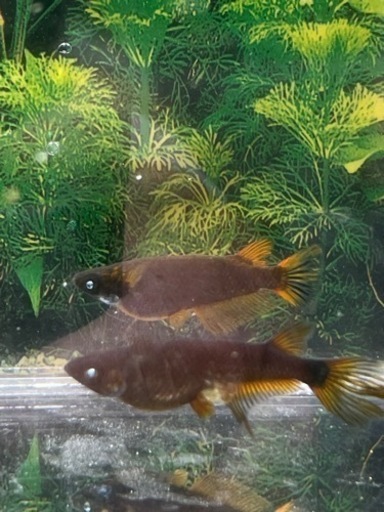 現物出品 極上  赭天　1ペア