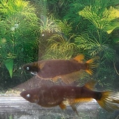 現物出品 極上  赭天　1ペア 現物出品 極上 赭天 1ペア