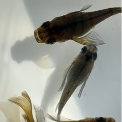 めだか　黒系ショートボディリアルロングフィン　の画像