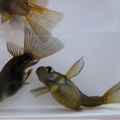 めだか　黒系ショートボディリアルロングフィン　の画像