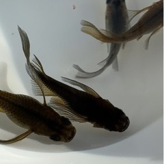 めだか　黒系ショートボディリアルロングフィン　の画像