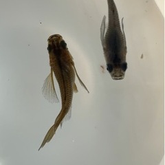 めだか　黒系ショートボディリアルロングフィン　の画像