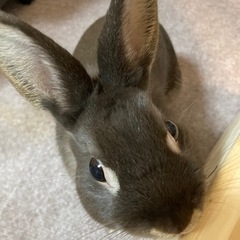 ネザーランドドワーフ♂(チョコレートオター)ウサギ