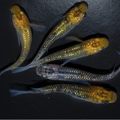 高級品種　メダカ成魚（夜桜ゴールド）5匹+1匹サービスセット