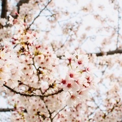 公園🌸ご一緒してくださる方募集🥪