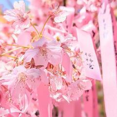 一緒に花見を見に行く方募集！🌸🩷