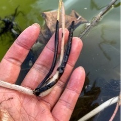 花蓮、睡蓮 株分け時に出た子株の画像