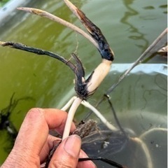 花蓮、睡蓮 株分け時に出た子株の画像