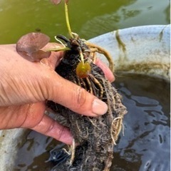 花蓮、睡蓮 株分け時に出た子株の画像