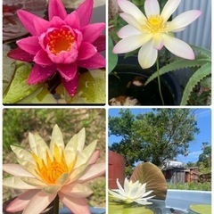 花蓮、睡蓮 株分け時に出た子株