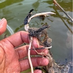 花蓮、睡蓮 株分け時に出た子株の画像