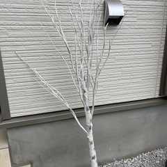 ニトリ　シラカバウッドツリー