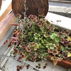 屋外用植物（プランター入り）