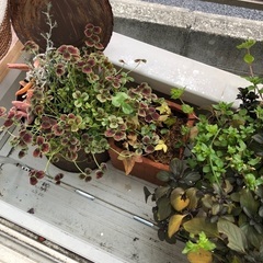 屋外用植物（プランター入り）の画像
