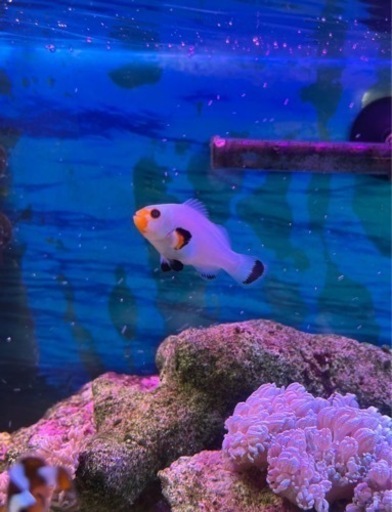 プラチナオセラリス