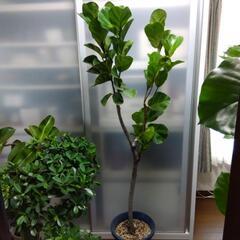 ✰ありがとうございましたm(__)m決まりました❗観葉植物　熱帯...