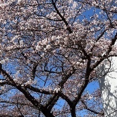 🌈🌈✨郡山で遊び隊🌈🌈✨4月7日開成山公園お花見🌸参加者募集中！！ - 友達