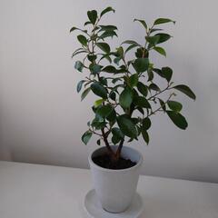 ガジュマル　素人栽培　挿し木　植木鉢付き　観葉植物