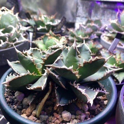 4/14日西風新都植物イベント限定価格！狼人　双頭　レア株