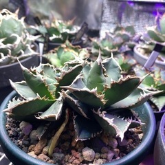 4/14日西風新都植物イベント限定価格！狼人　双頭　レア株