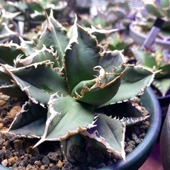 4/14日西風新都植物イベント限定価格！狼人　双頭　レア株の画像