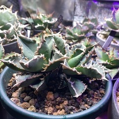 4/14日西風新都植物イベント限定価格！狼人　双頭　レア株の画像