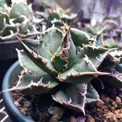 4/14日西風新都植物イベント限定価格！狼人　双頭　レア株の画像