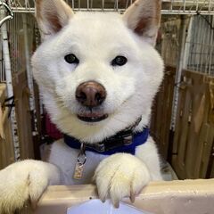 ワンちゃん猫ちゃんの飼育管理の画像