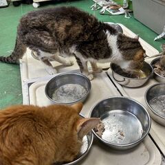 ワンちゃん猫ちゃんの飼育管理の画像