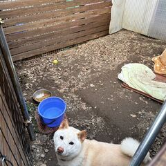 ワンちゃん猫ちゃんの飼育管理の画像