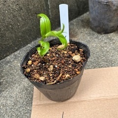 キイジョウロウホトトギス株分1　　