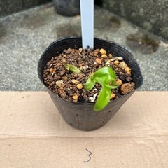 キイジョウロウホトトギス株分3　　