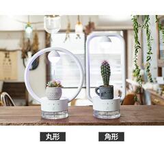  EPEIOS TANIQUE（タニーク） EPGL001 植物...