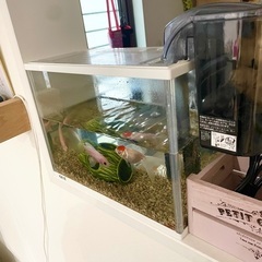 【お話中】金魚と水槽セット貰ってください。の画像