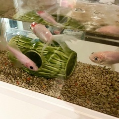 【お話中】金魚と水槽セット貰ってください。の画像
