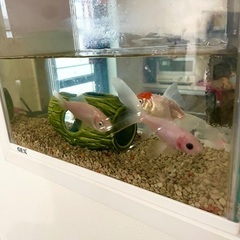 【お話中】金魚と水槽セット貰ってください。の画像