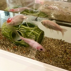 【お話中】金魚と水槽セット貰ってください。の画像